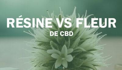 fleur cbd vs resine cbd